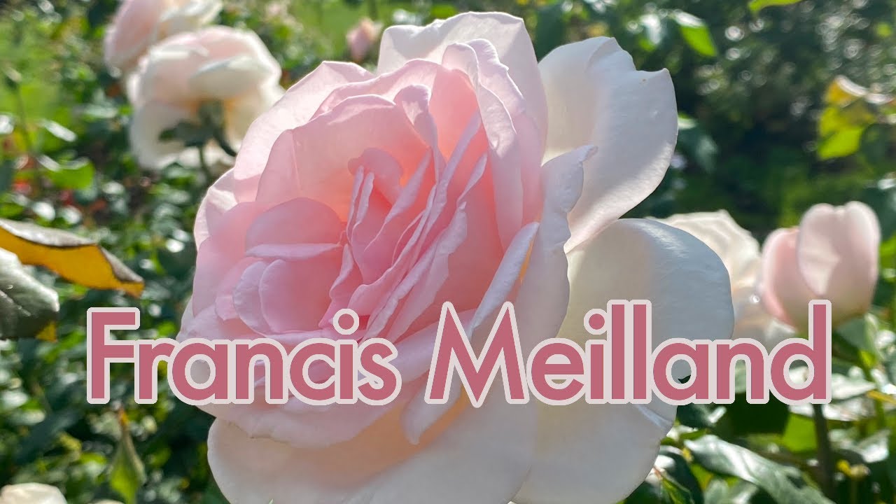 🌹 Francis Meilland Rose