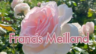 🌹 Francis Meilland Rose screenshot 3