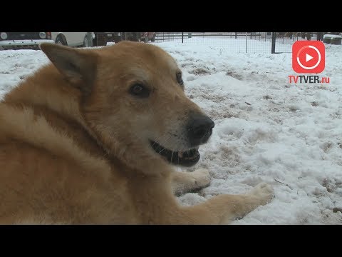 В ТВЕРИ УЛИЧНЫЙ ПЕС САМ НАШЕЛ СВОЙ БУДУЩИЙ ДОМ. 2018-12-04