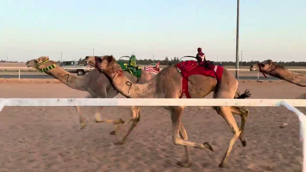 ش 3 بكار لقايا ترند ل عايد بن حريب الشراري 