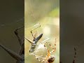 How To Fall Into The Trap Of The Terrible Spider Shorts 