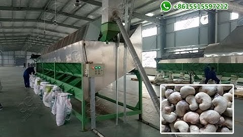 Automatic Cashew Nut Processing Plant from Grading to Drying