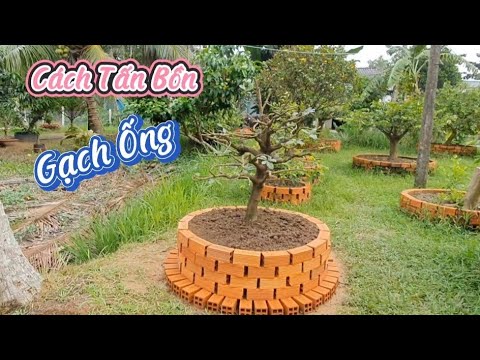 Video Tấn Bồn Gạch Ống Trồng Cây Sau Cho Đẹp || Mùa Giảng... - youtube