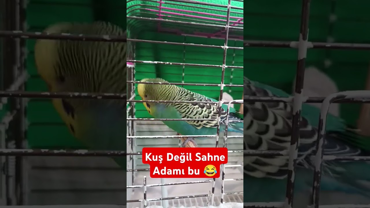 Kuş Değil, Sahne Adamı! 😂 #fıstık #muhabbetkuşu #komikkuş #talkingbudgie #funnybird #budgie