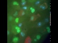 Cell cycle in rpe1 cells expressing cyclin a green and emi1 red all nuclei are marked in blue