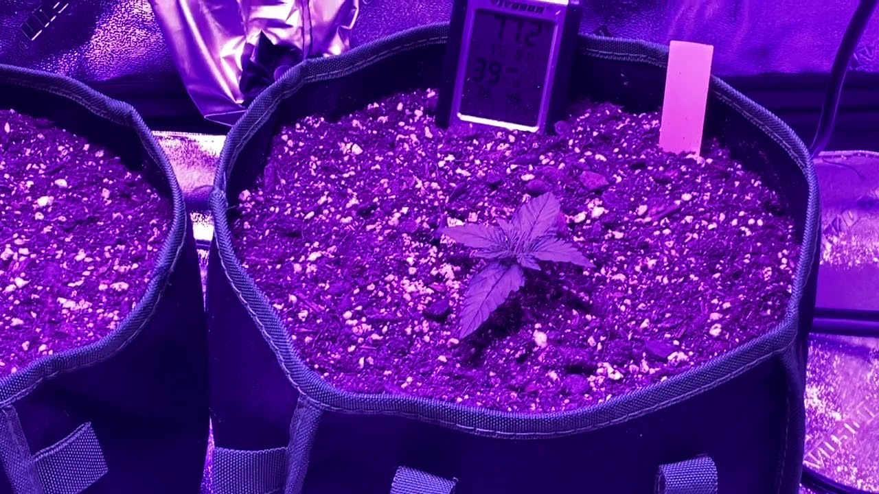 Auto Skunk#1 / Orange Bud Autoflower Medical Cannabis Grow