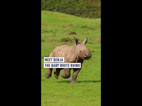 Meet Benja the baby white rhino