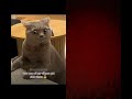 subscribe #foryou#jumpstile #cat #voiceover