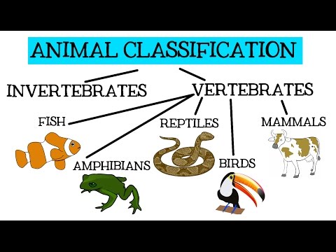 Animal Classification for Children: Classifying Vertebrates and Invertebrates for Kids - FreeSchool