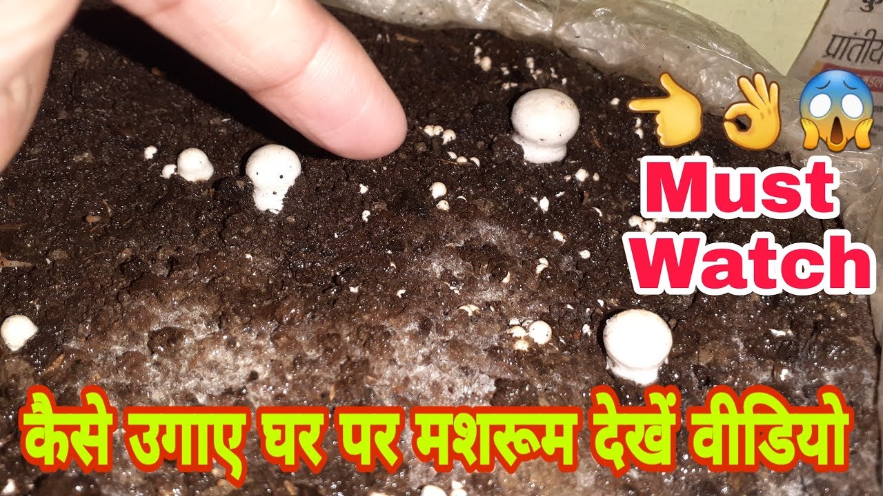 Button mushroom ki kheti YouTube