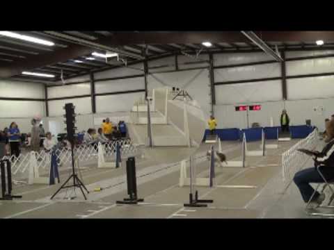 Ryker and Raygen UTB Flyball Debut
