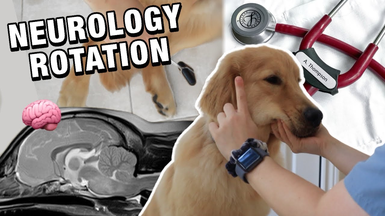 A DAY IN THE LIFE OF A VET STUDENT: neurology rotation + how to do a ...