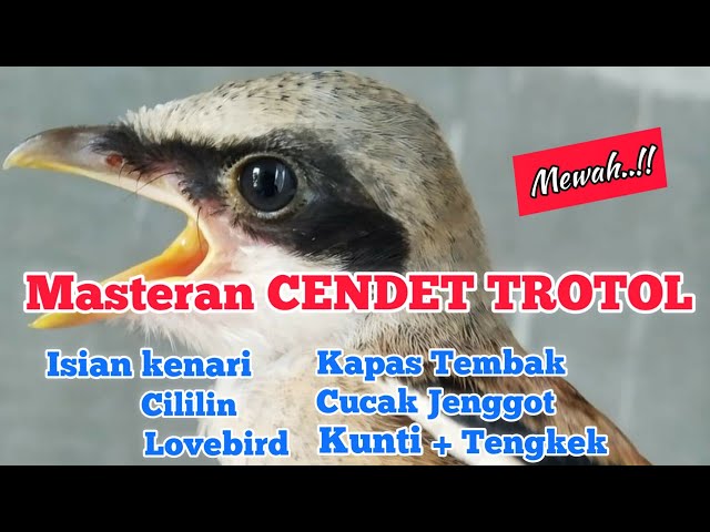 Suara Masteran Cendet Trotol-Cendet Anakan-Cendet Bahan isian Juara class=