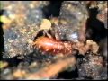 Soil Critters - Life in the Great Underneath