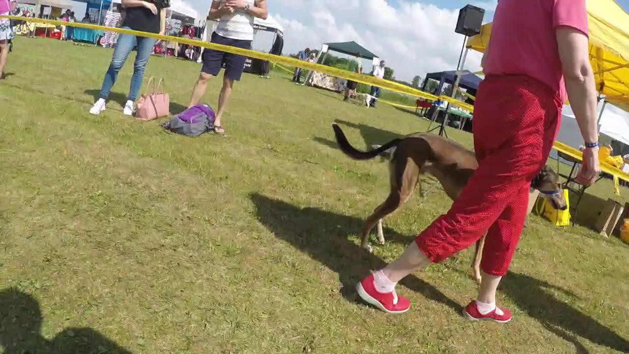 Dogs Trust Snetterton - Fun Day 2018