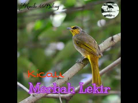 kicau-masteran-merbah-lekir-gacor-mantap