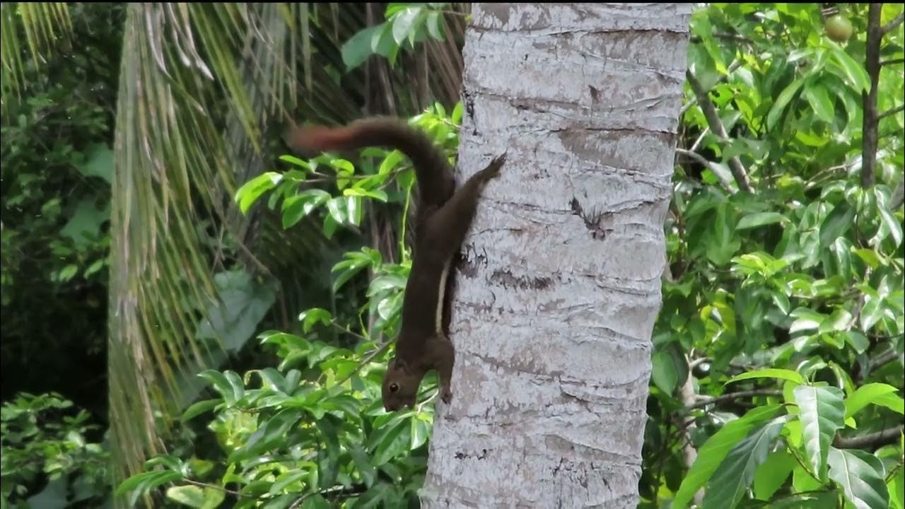Squirrel wagging its tail with sounds. YouTube
