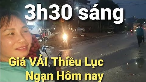 Cập Nhật Giá Chợ Vải Thiều Sớm Nhất Lục Ngạn l Núi Đồi Lục Ngạn