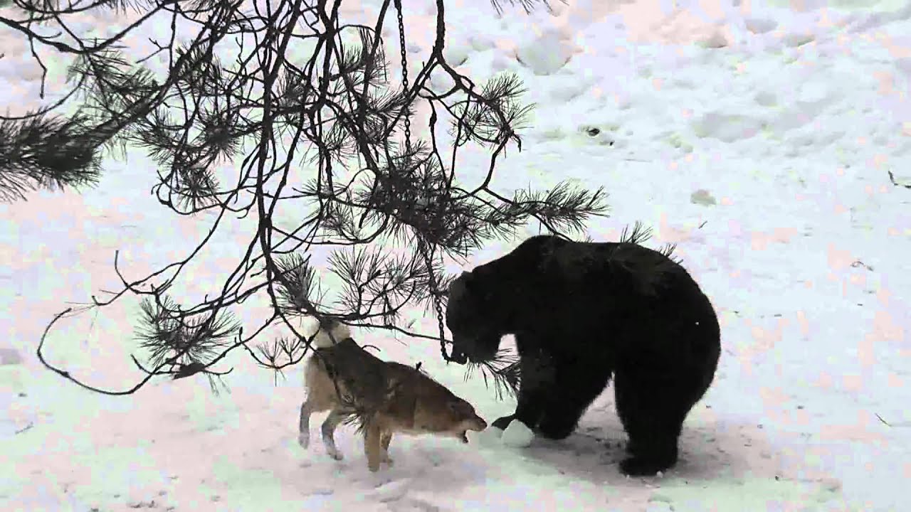 Берсут Сверчек Крюкова - YouTube