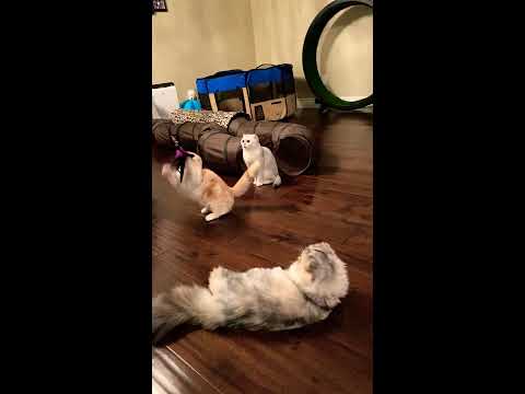 Scottish Fold Munchkin Playing Together