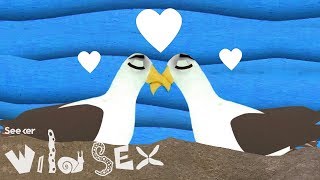 How Same-Sex Partnerships Work in the Animal Kingdom How Same-Sex Partnerships Work in the Animal Kingdom