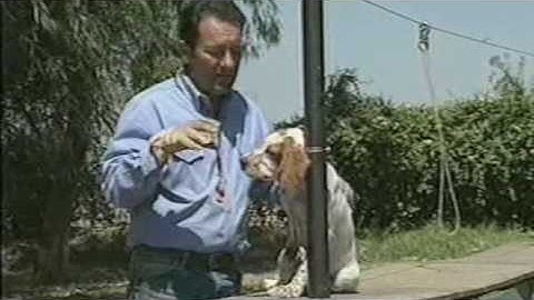 Tri-Tronics Hold Command for Bird Dogs Part 2 of 6