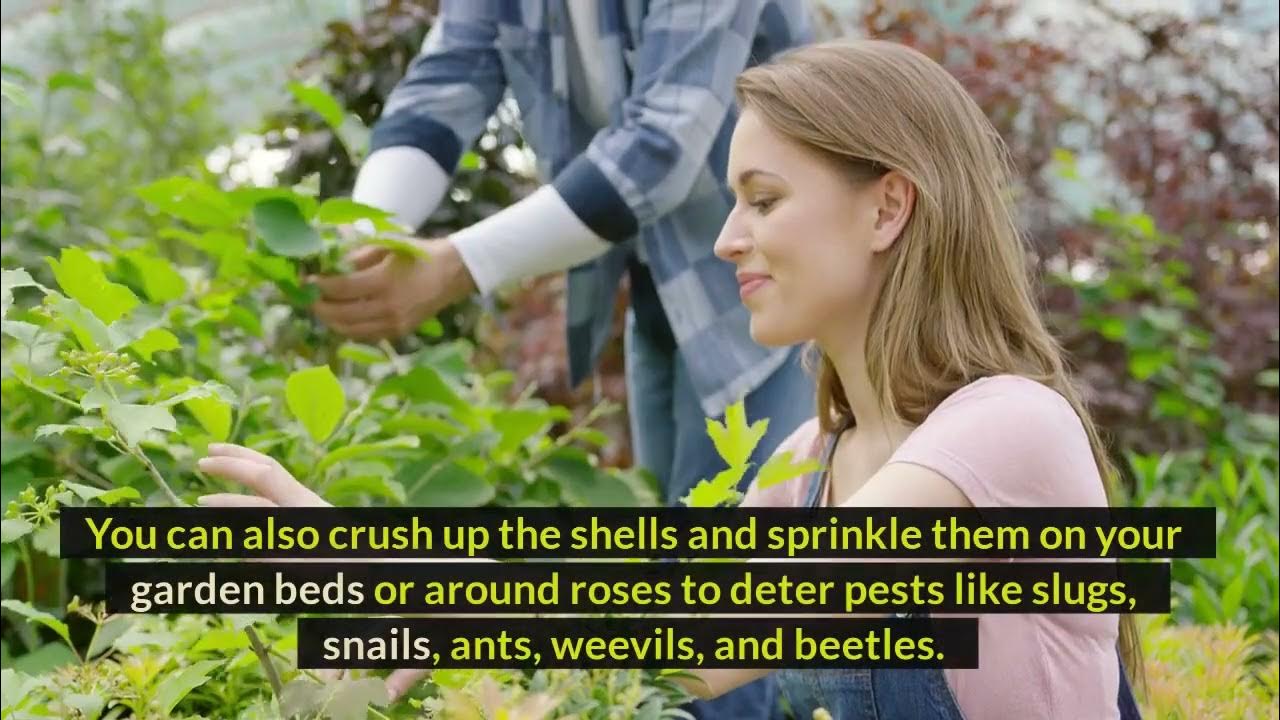 Can You Put Egg Shells In Garbage Disposal? YouTube