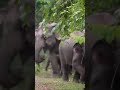  wildlife  elephant  nature news  