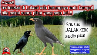 Suara pikat mp3 khusus burung JALAK KEBO paling dicari pemikat!