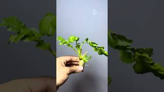 Radish Growth in Water (12 Days Time Lapse)" #nature #timelapse #radish #plants #water