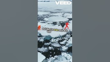 Loài cá có thể sống trên cạn suốt nhiều ngày? #tongsangtv #tstv #shorts