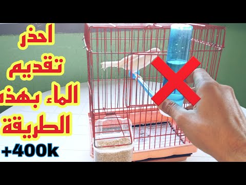 فيديو: هل يجب أن أعطي طائرًا مذهولًا بالماء؟