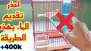 هكذا يجب تقديم الماء للطيور لتفادي الأمراض