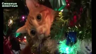 Приколы с котами Коты и елки новогоднее побоище Смешное, веселое видео с Приколы с котами Коты и елки новогоднее побоище Смешное, веселое видео с