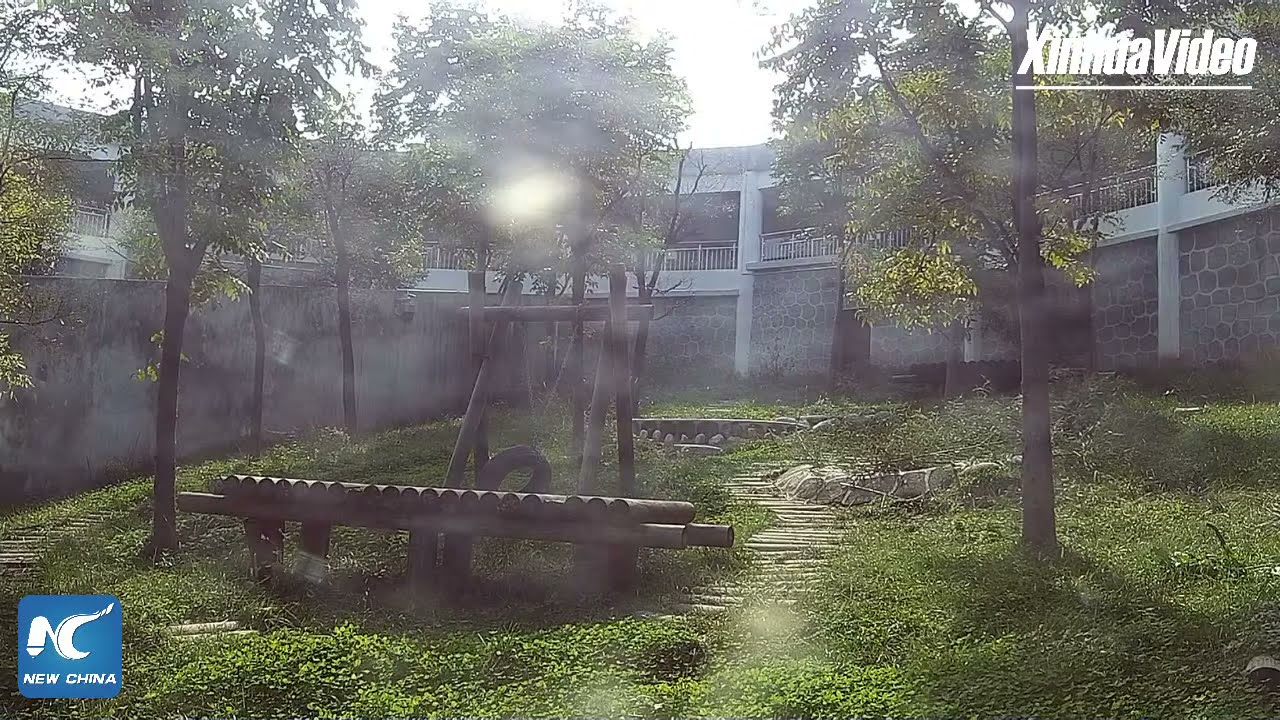 LIVE: A glimpse at life of world's only captive brown giant panda