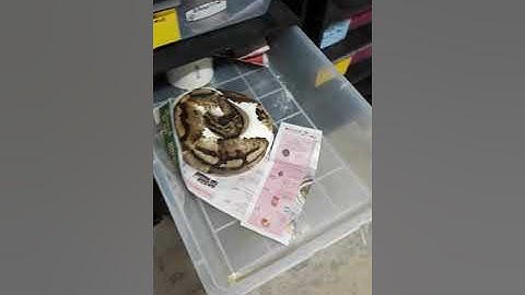 Scaleless Head Pied Project