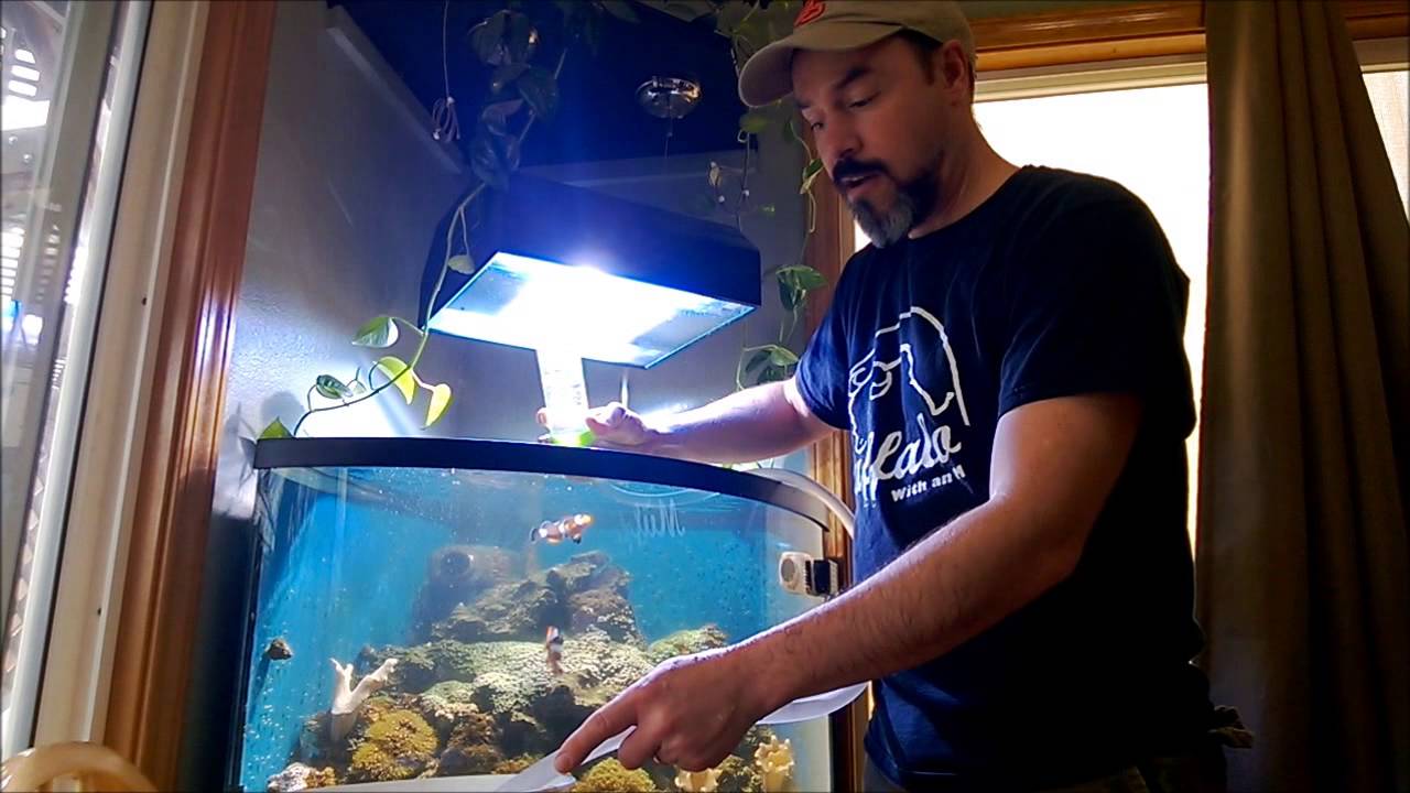 Photo inspiration: How To Do A Water Change On A Small Invertebrate Photo Inspiration