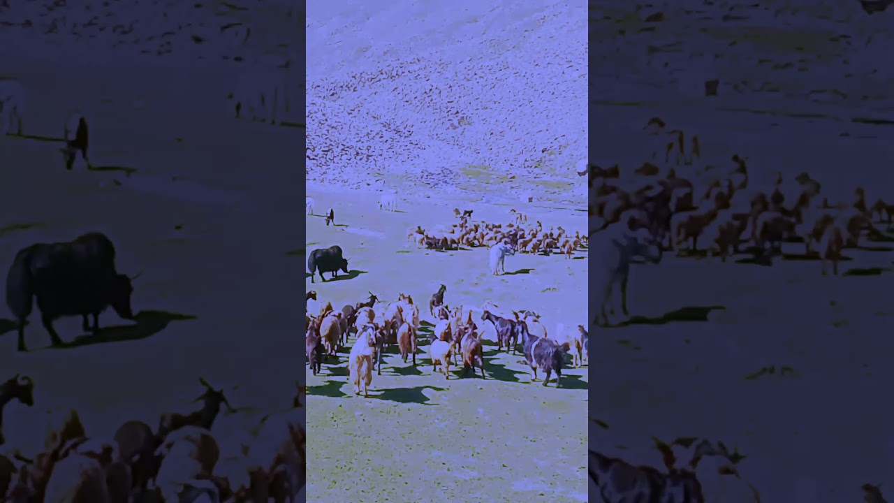 Beautiful scene in Valley| Goat and sheep 