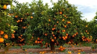 Nagpur Komalta Lemon Garden Video very nice video dila video libas ad