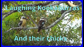 Kookaburras making a nest and nurturing their babies