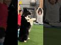 Le chien le plus sportif au monde  shorts viral tiktok histoire