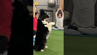 le chien le plus sportif au monde 🤩 #shorts #viral #tiktok #histoire