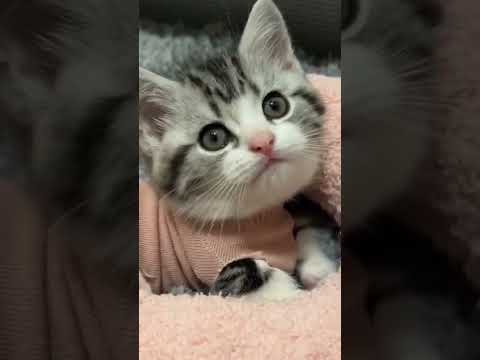 Funny Animals Videos | Pets Funny | Try not to laugh | Best Dogs and Cat Videos #shorts