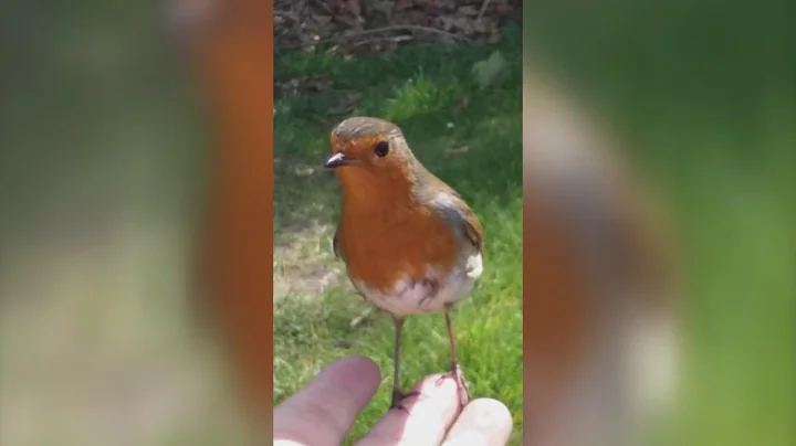 Mom Brought To Tears When Wild Bird Comforts Her W...