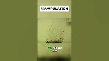 The FLEA Experiment That Explains Human Nature