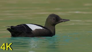 Gryllteiste u. Krabbentaucher  --  Black Guillemot and Little Auk