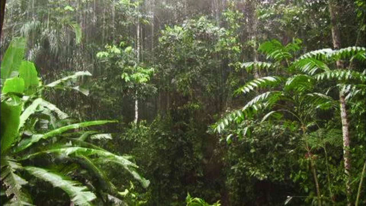 Дождевые леса амазонии. Rainforests фрн. Лес тонгасс. Тропические леса борнео. Дождевой лес хох сша.