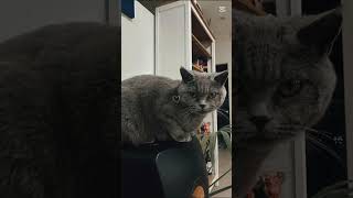 RichiCat#CuteCat#CatLife#KittyLove#CatVideo#CatLover#FunnyCat#PetLife