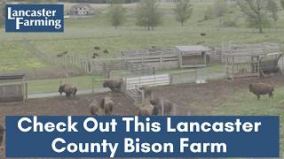 Farming Bison at the Old Springhouse Bison Farm