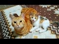 保護した子猫・１０日目におきた奇跡-Miracle happened on the day10.The kitten which I rescued.【Uzu&Nene channel】